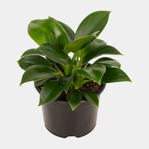 Infant clothing: Philodendron Green Princess 14cm Pot Plant