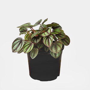 Peperomia Piccolo Banda 12cm Pot Plant