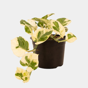 Epipremnum N'Joy 12cm Pot Plant