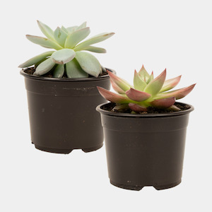 Infant clothing: Echeveria 10cm Pot Plant