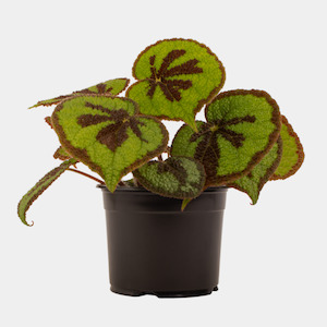 Begonia Mountain 14cm Pot Plant