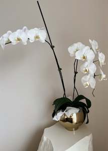 Double Branching Phalaenopsis Orchid Plants