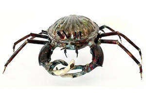 Art gallery: Crab