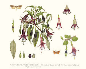 Fuchsia & Moths Print