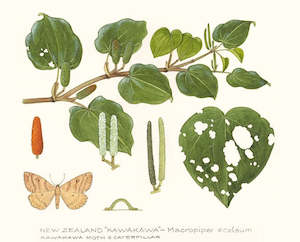 Kawakawa Print