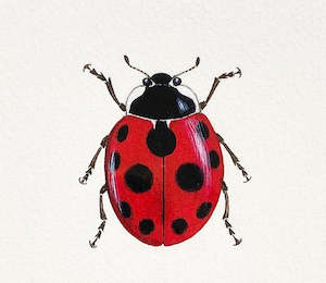 Ladybird Small Print