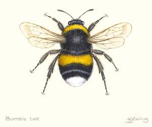 Bumble Bee Small Print