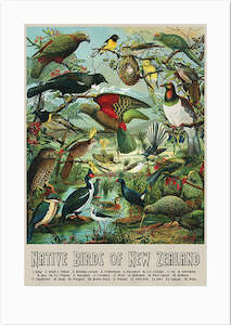 A3 Native Birds of NZ Print