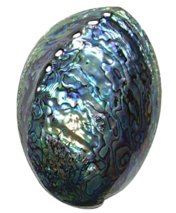 NZ Paua Shell Polished & Sealed