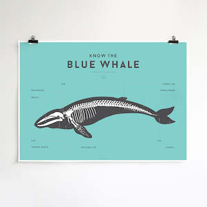 Gift: Squared Charts - Blue Whale