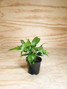 Spathiphyllum - Peace Lily - 10L / 25cm