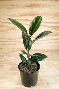 Robusta Rubber Tree - Ficus elastica