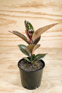 Ruby Rubber Tree - Ficus elastica