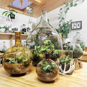 Jungle Botanics - Terrariums