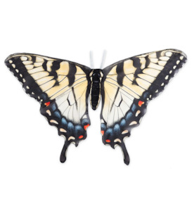 Toy: Beautiful Butterfly Wings Swallow Tail