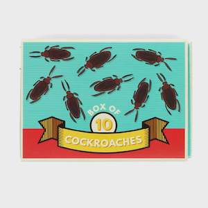 Box of 10 Cockroaches