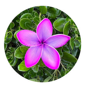 LITIA Plumeria