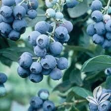 Blueberry Tiff Blue