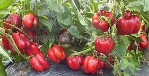 Heirloom Capsicum: Chinese Giant