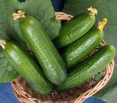 Heirloom Cucumber: Muncher