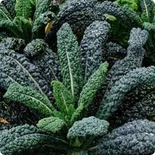 Vegetable growing: Heirloom Kale: Tuscan Black