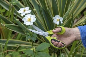 Burgon & Ball - Garden & Flower Scissors - RHS Endorsed