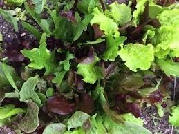 Vegetable growing: Heirloom Lettuce - Mix