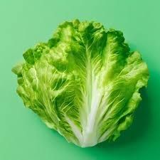 Vegetable growing: Heirloom Lettuce: Iceberg