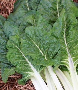 Heirloom Silverbeet: Fordhook Giant