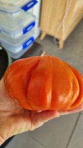 Heirloom Tomato: Albenga Oxheart