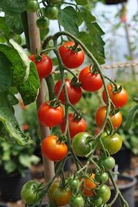 Heirloom Tomato: Gardener's Delight (Cherry / Small Fruit)