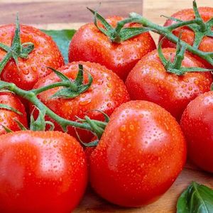 Heirloom Tomato: Gardener's Delight (Large Fruit)