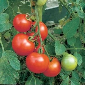 Vegetable growing: Heirloom Tomato: Money Maker