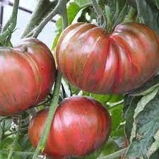 Heirloom Tomato: Pink Berkley Tie Dyed