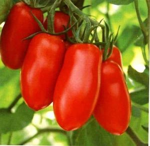 Heirloom Tomato: San Marzano