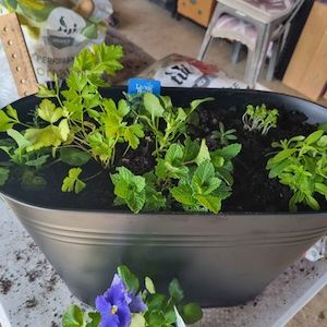 Vegetable growing: Herb Container Garden: Made to order