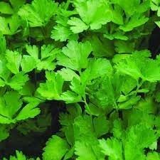 Herbs: Italian Parsley