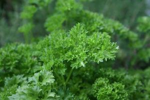 Vegetable growing: Herbs: Parsley - Moss Curled