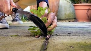 Vegetable growing: Burgon & Ball - Razor Hoe Right Handed