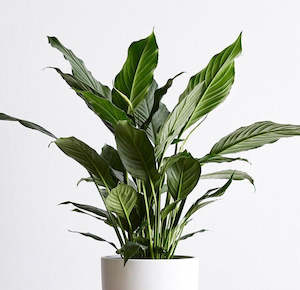 Large Spathiphyllum (Peace Lily)