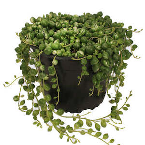 Variegated String of Pearls