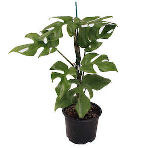 Philodendron Minima