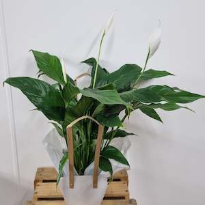 Flower: Peace Lily