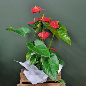 Anthurium