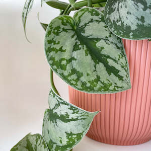 Plant, garden: Cover Pot - Elho Vibes - 11cm Watermelon Rose