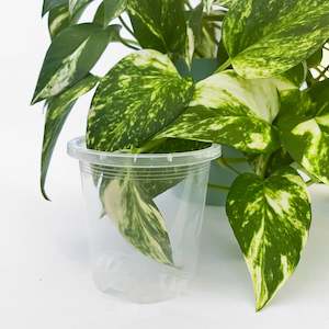 Plant, garden: Rain 8 Clear Nursery Pot - 7.5cm x 8cm - from 73 cents each