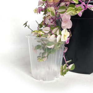 Rain 7 Clear Nursery Pot - 6.5cm x 7cm - 170ml - from 65 cents each