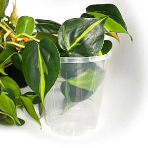 Rain 12 Clear Nursery Pot - 11.5cm x 12cm - 1 litre - from 99 cents each