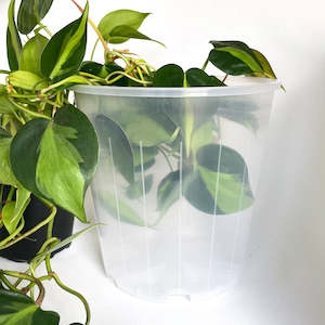 Plant, garden: Rain 20 Clear Nursery Pot - 20cm x 19.5cm - 4.7L - from $2.15 each