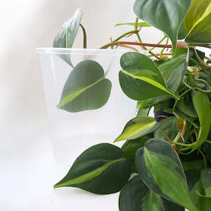 Plant, garden: Rain 15 Clear Nursery Pot - 15cm x 14.5cm - 2L - from $1.10 each